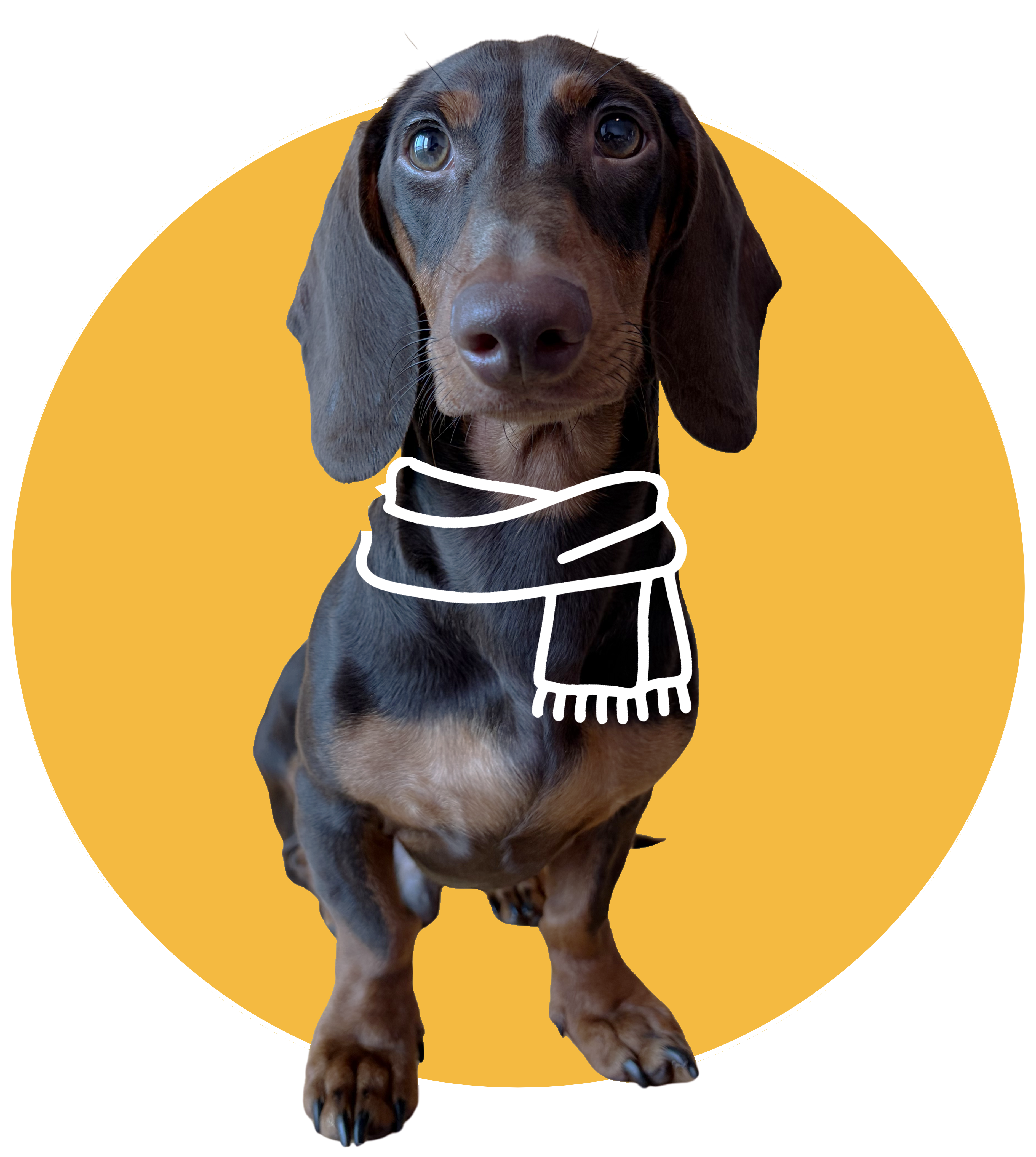 Loki the Wiener — Chocolate and Tan Dachshund